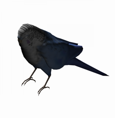 3DMAX model Budgerigar