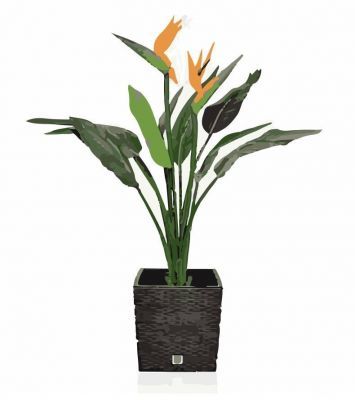 bird of paradise plant dwg drawing
