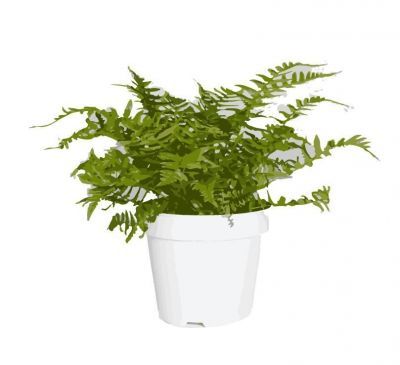 golden shield fern dwg drawing
