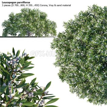 3 shrub of Leucopogon parviflorus 3d file.