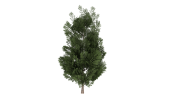 Tree Allepo_Pine_1Y 3dsMax