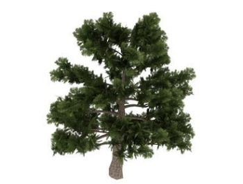 Tree Allepo_Pine_5Years 3dsMax