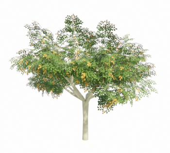 Lagerstroemia tree with flower revit family