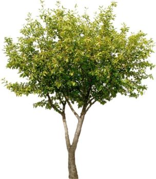 Ficus benjamina Tree.dwg