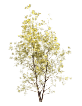 Gray Birch (Fall) tree revit family