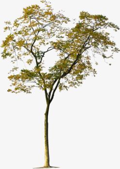 Gymnocladus dioica Tree.dwg