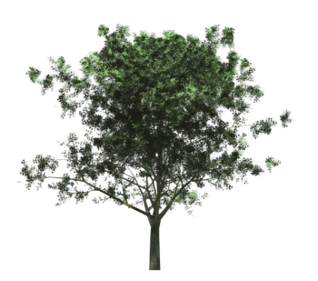 Hawthorn tree revit family