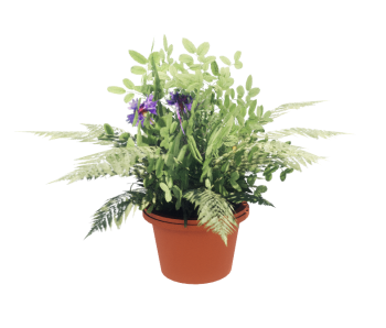 Indoor Pot with Plant revit family