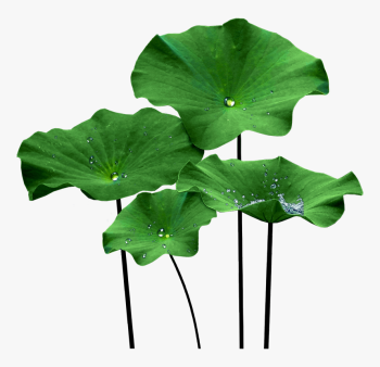Lotus-flower-leaf dwg. 