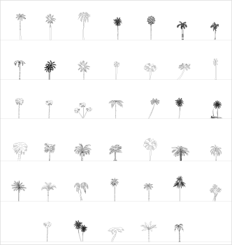 Palm trees in elevation CAD collection dwg