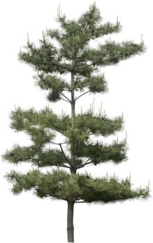 Pinus strobus  Tree.dwg