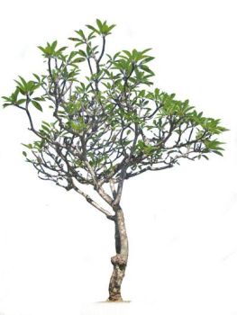Plumeria rubra Tree.dwg