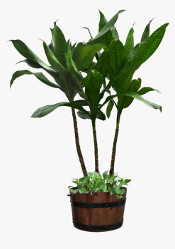 Potted-plant green dwg. 