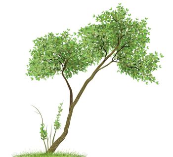 Pterocarpus officinalis Tree.dwg