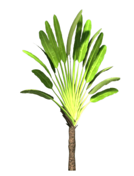 Traveler's Palm tree revit family
