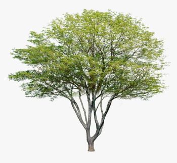 Ulmus americana Tree.dwg
