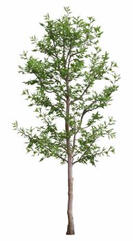 Ulmus parvifolia  Tree.dwg