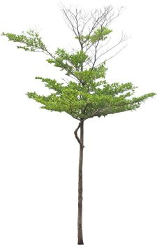 Ulmus thomasii Sarg Tree.dwg