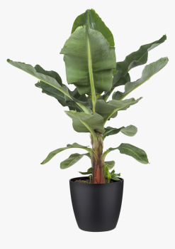 banana-plant dwg.