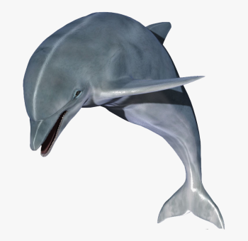 dolphin- dwg.
