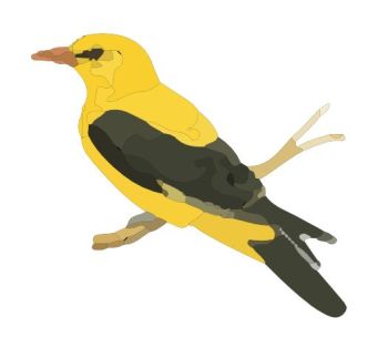 golden oriole dwg drawing