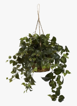  hanging-plants- dwg. 