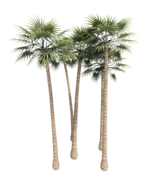 Hurricane palm tree revit family