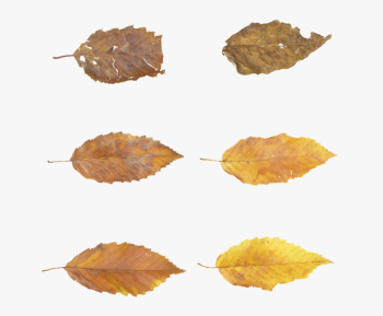 leaves-autumn-fall-brown- dwg. 