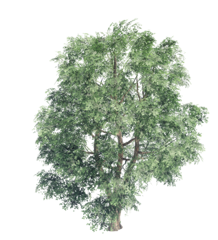 Lombardy poplar (fall)  revit family