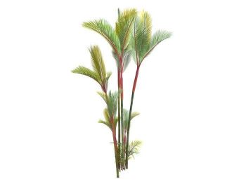 palm-cyrtostachys-renda tree.dwg