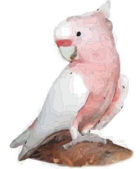 rosa cockatoo dwg zeichnung