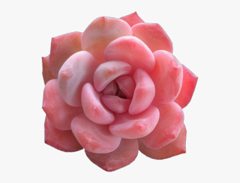 rosas-floral-tumblraesthetic dwg.