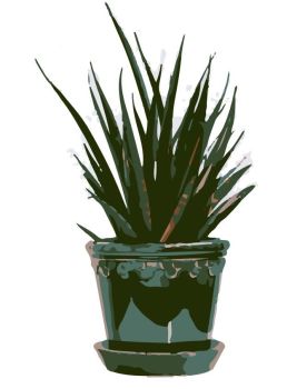 sansevieria dwg drawing