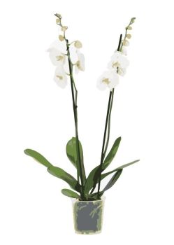 small white orchid dwg drawing