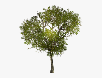 -tree-branches-png-tree- dwg.