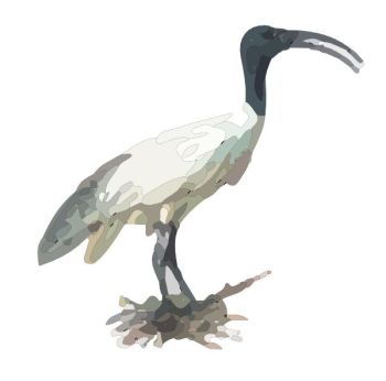 white ibis dwg drawing