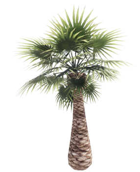 Windmill palm  tree revit family