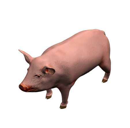 modelo 3D Max cerdo