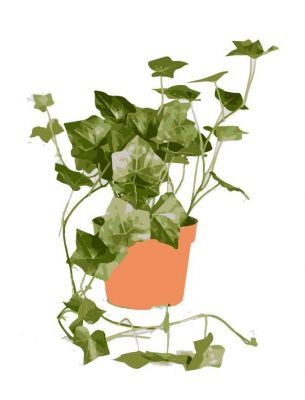 hedera helix dwg drawing