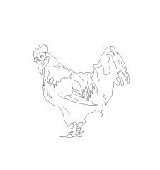 Elevazione di pollo