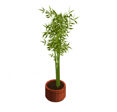 planta de bambú en maceta