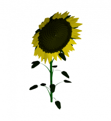 Sunflower 3DS Max model