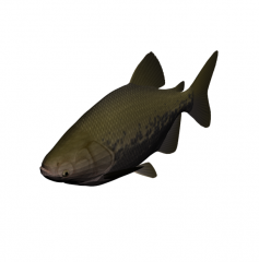 Modello Fish 3DS Max