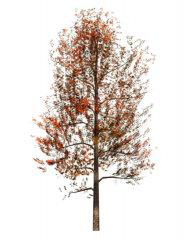 Red Ash (Fall) tree revit family