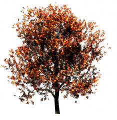 Red Oak (Fall) tree revit family