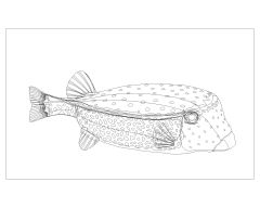 Free AutoCAD Drawing of Fishes are Moving Symbols-4