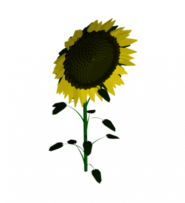 Sonnenblume