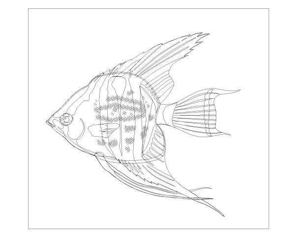 Free AutoCAD Drawing of Fishes are Moving Symbols-10