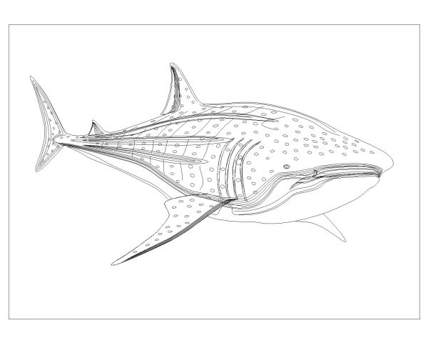 Free AutoCAD Drawing of Fishes are Moving Symbols-12