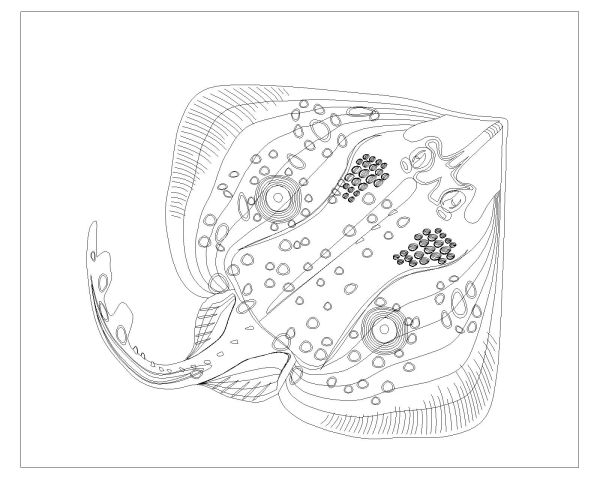 Free AutoCAD Drawing of Fishes are Moving Symbols-18